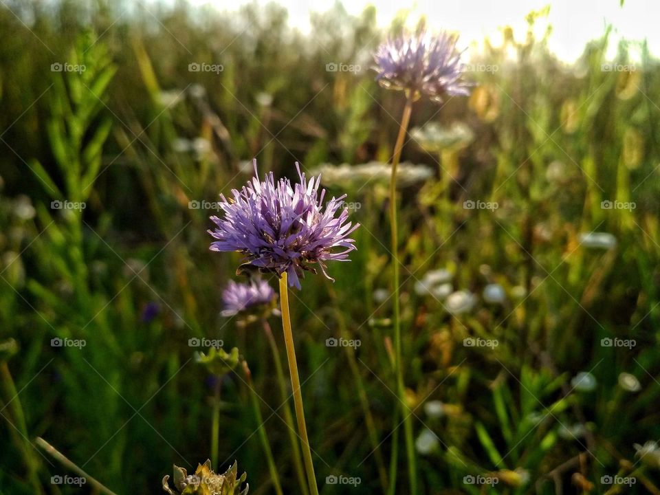 Jasione montana is a low-growing plant in the family Campanulaceae. Commonly sheep's-bit, blue bonnets, blue buttons, blue daisy, iron flower