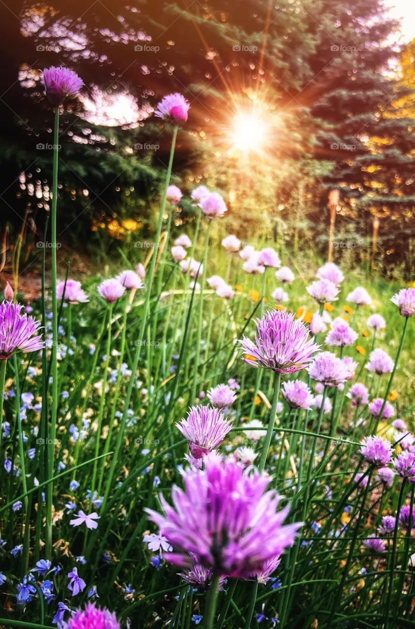 Chives 