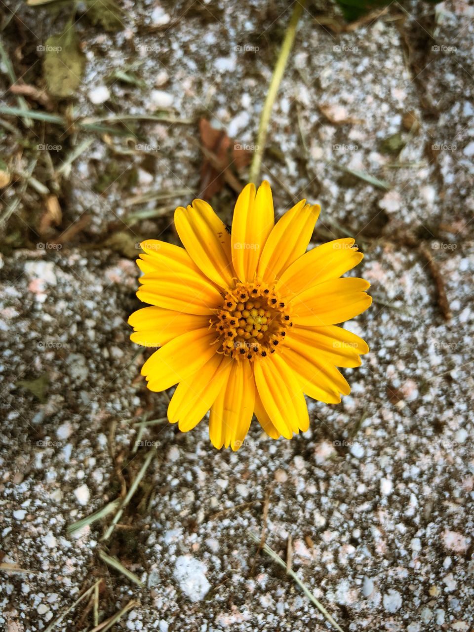 Wildflower in the pavement