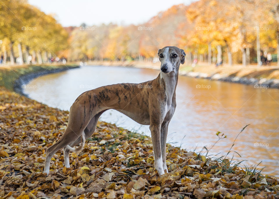 Proud young greyhound whippet striped coat standing and showing off by the autumn weather leaves next to water canal in Stockholm