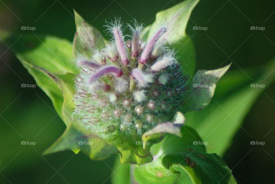 monarda
