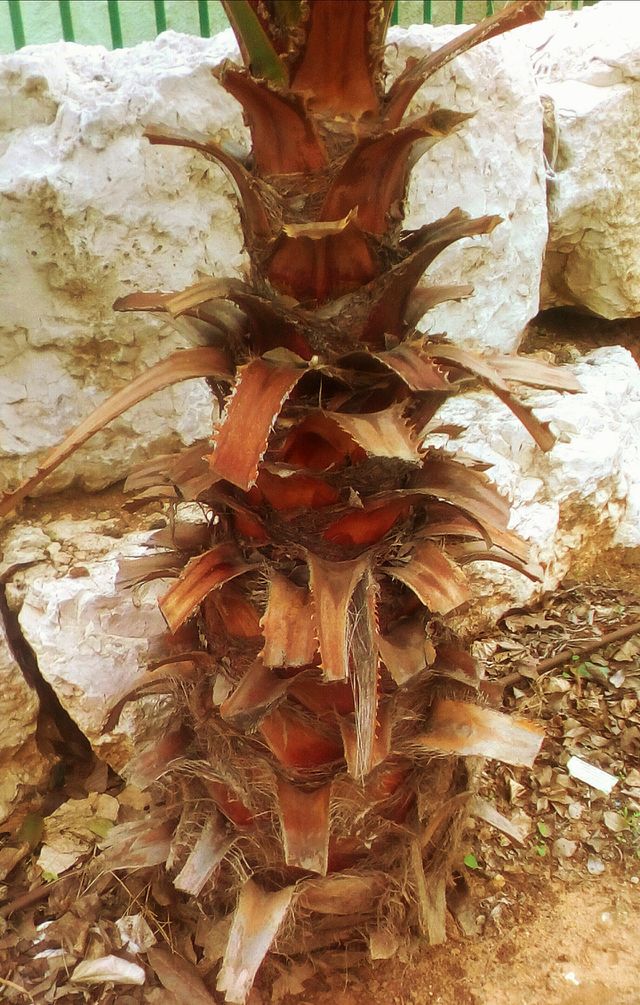 Vibrant dry interesting Palm tree trunk
in closeup outdoors near old stone wall