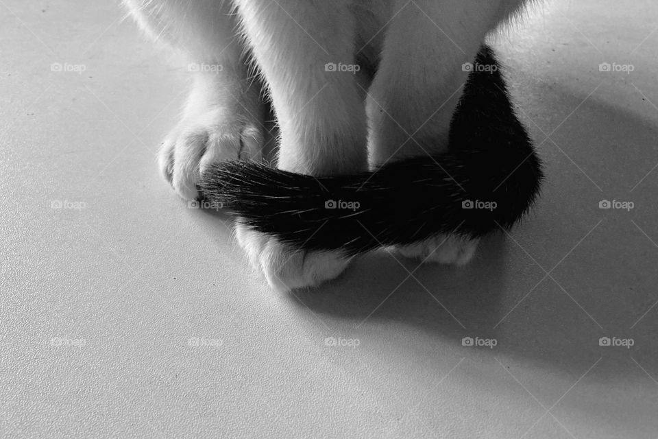 Cute little tail wrapped around cute tiny paws 🐾