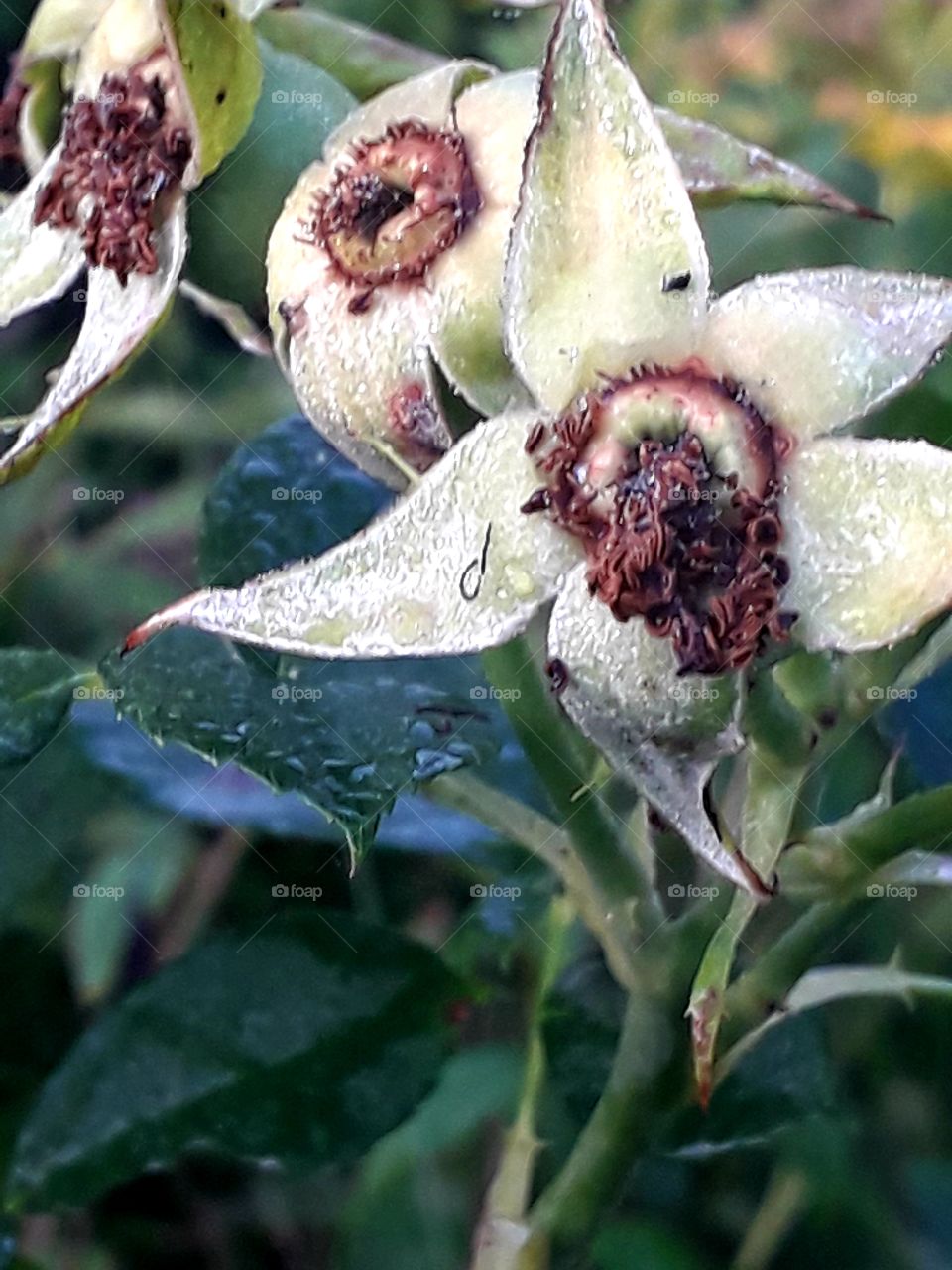 light green  rose flower spacers covered by  dew in early morning