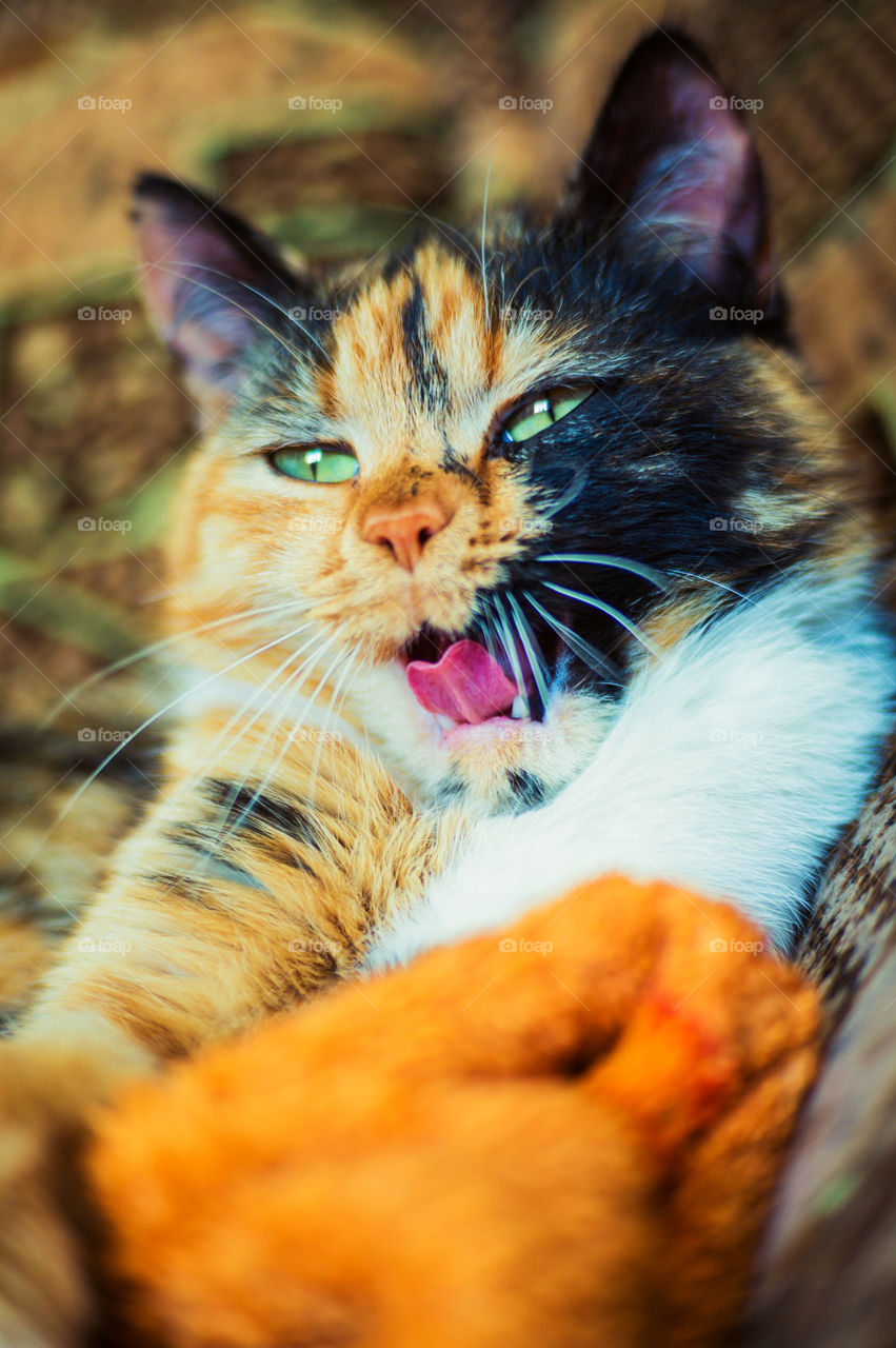 Domestic tricolor cat yawns after sweet sleep lying on the armchair