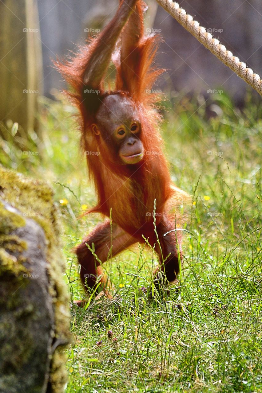 Baby monkey. A baby orangutan