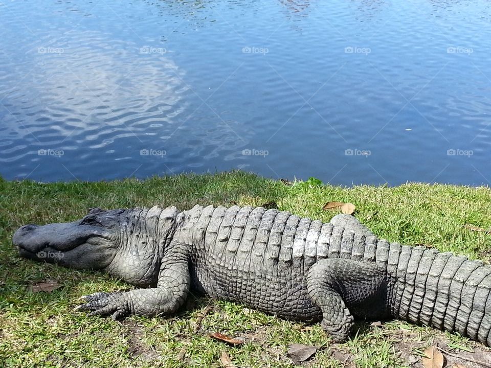 Gator in the Florida Sun