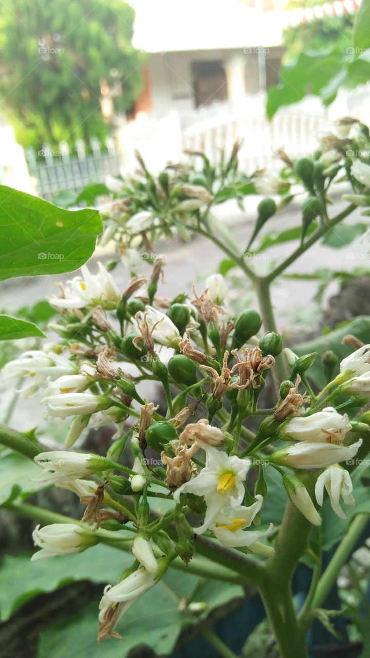 Solanum Torvum (terung pipit), vegetable