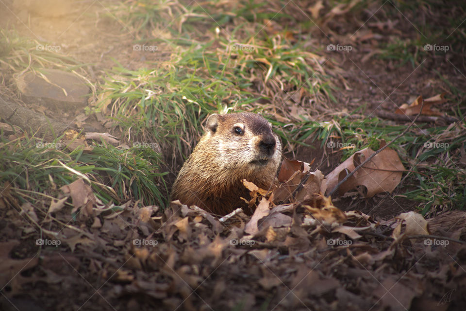 Beaver. Was lucky getting this little one around fall, just getting ready for winter. Love it! Hope you all like it too! 