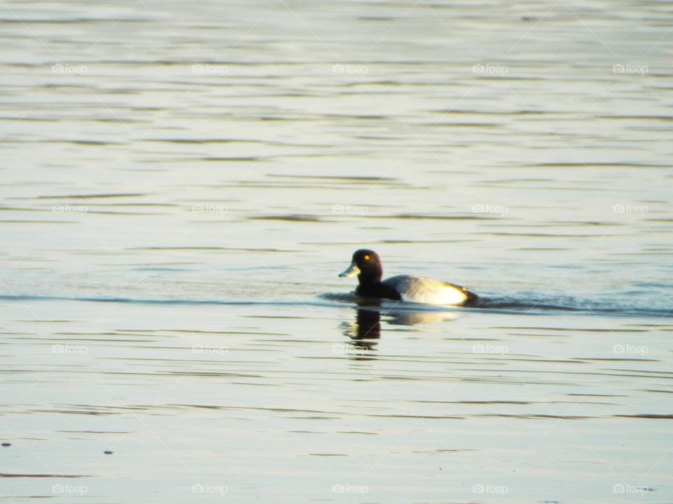 Duck on the Mississippi River 