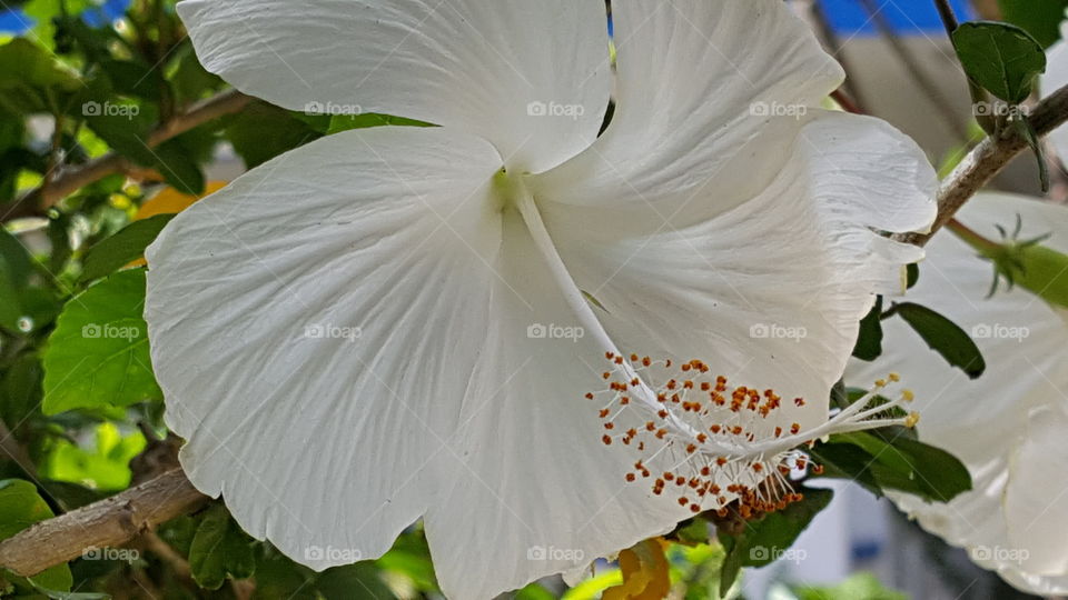 Beautiful white flower