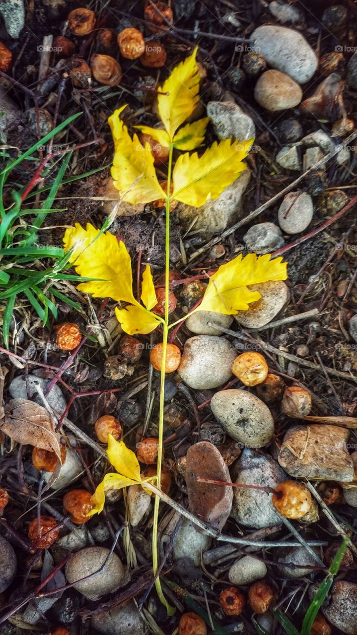 Yellow leaves and golden berries surrounded by rocks and tree mulch
