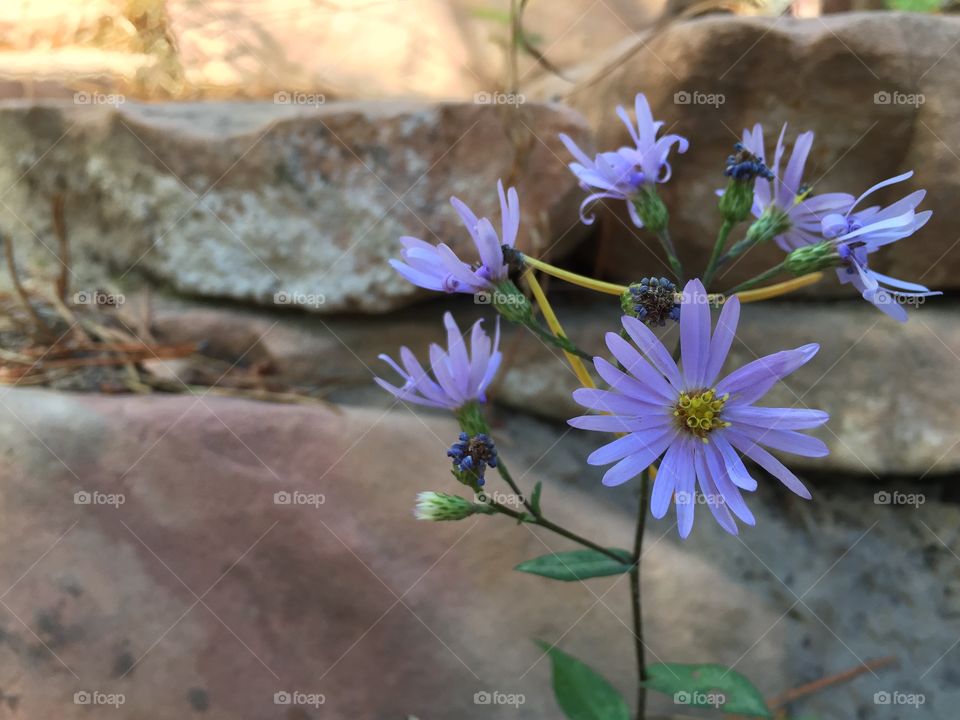 Purple Flower Stone. A purple mountain wildflower against a natural stone background