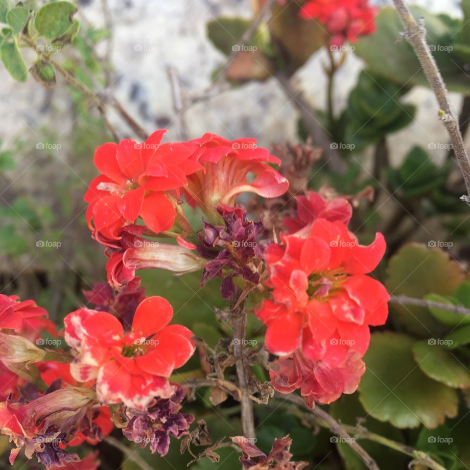 🇧🇷 Flores do nosso jardim, embelezando a segunda-feira e nos trazendo inspiração! /  🇺🇸 Flowers from our garden, beautifying Monday and bringing us inspiration!