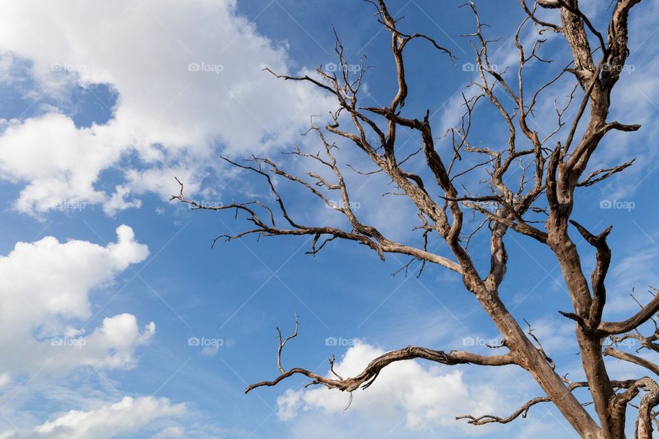 Dead tree on bright blue sky background