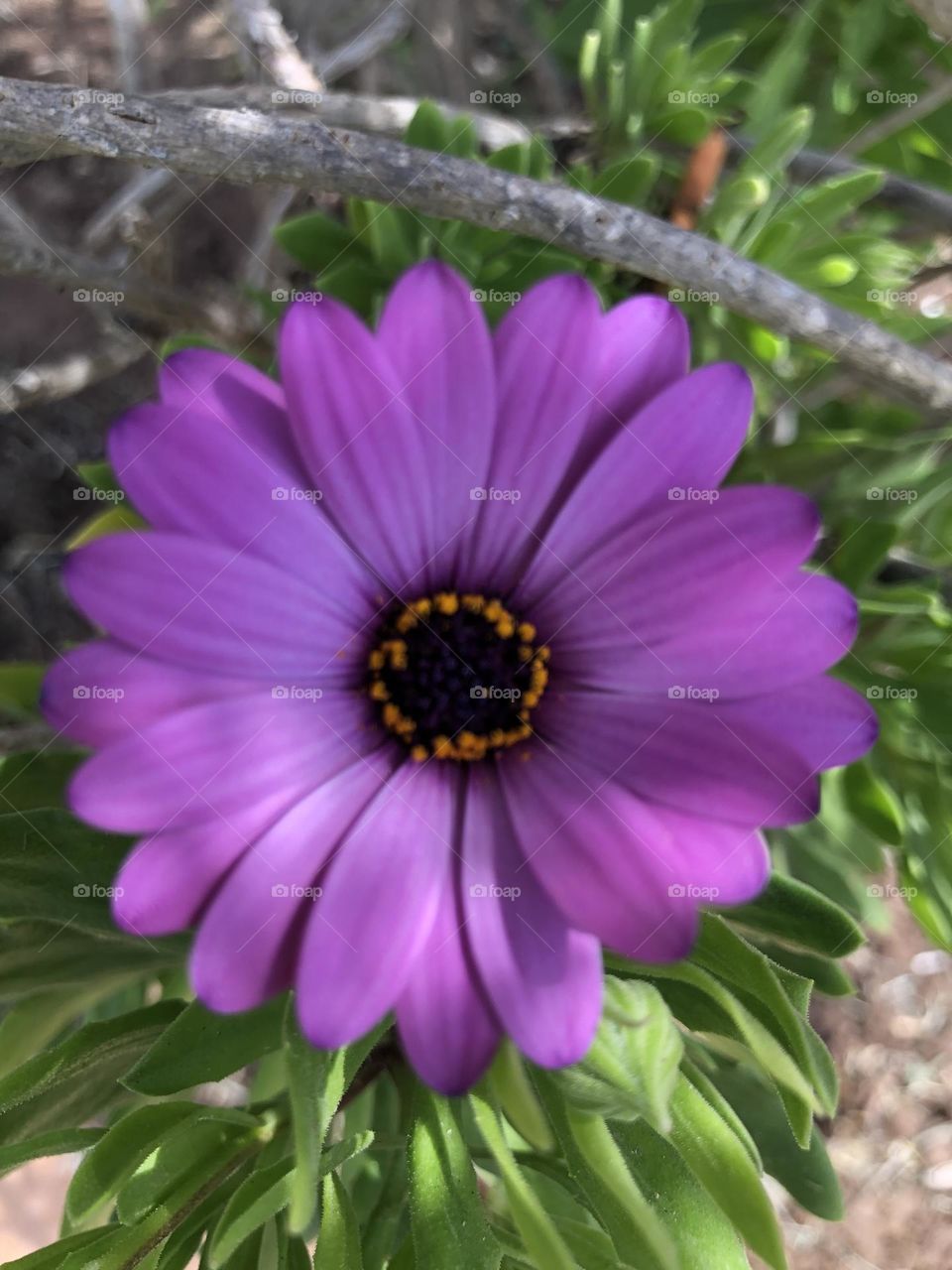 Beautiful and purple flower in nature