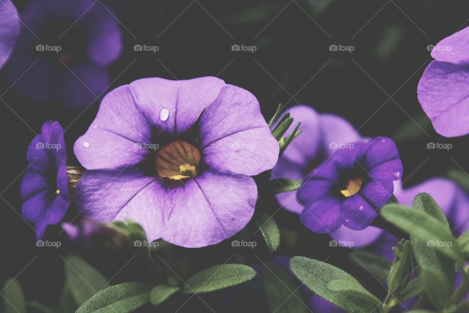 violet flower