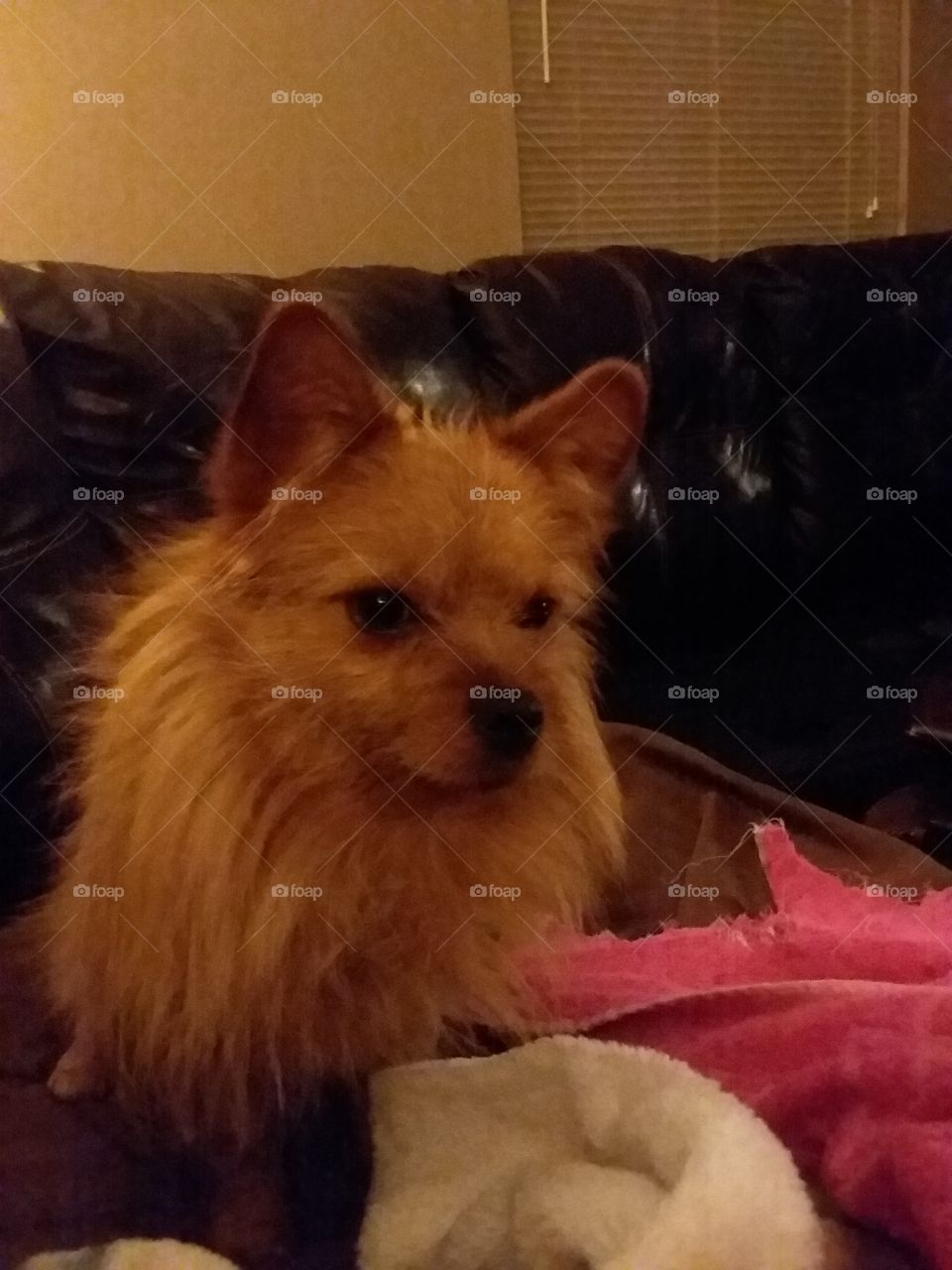 mixed with Yorki. Hes adorable, in my opinion.