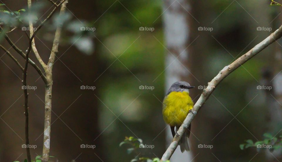 Eastern Yellow Robin