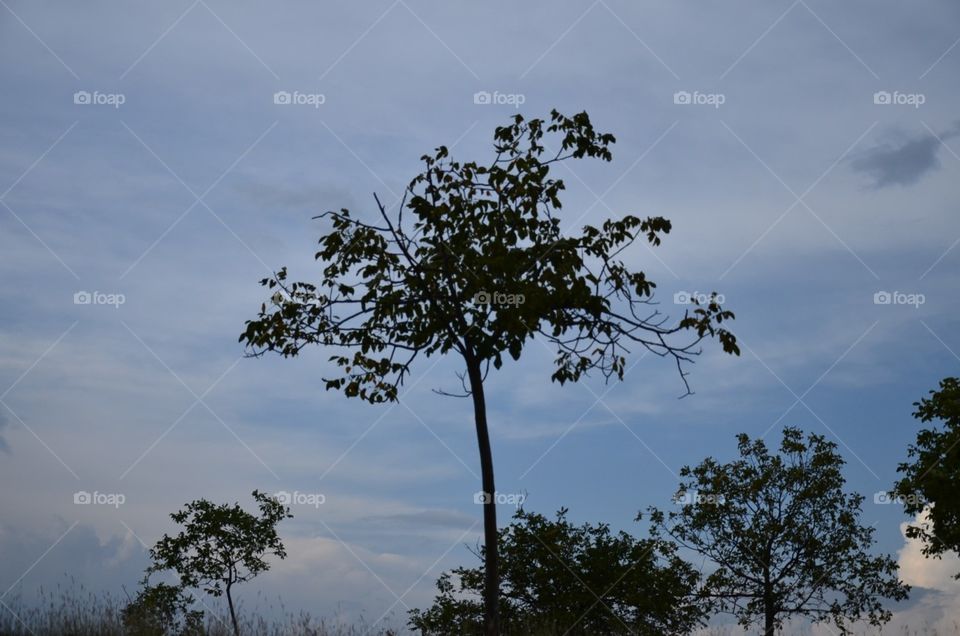 tree