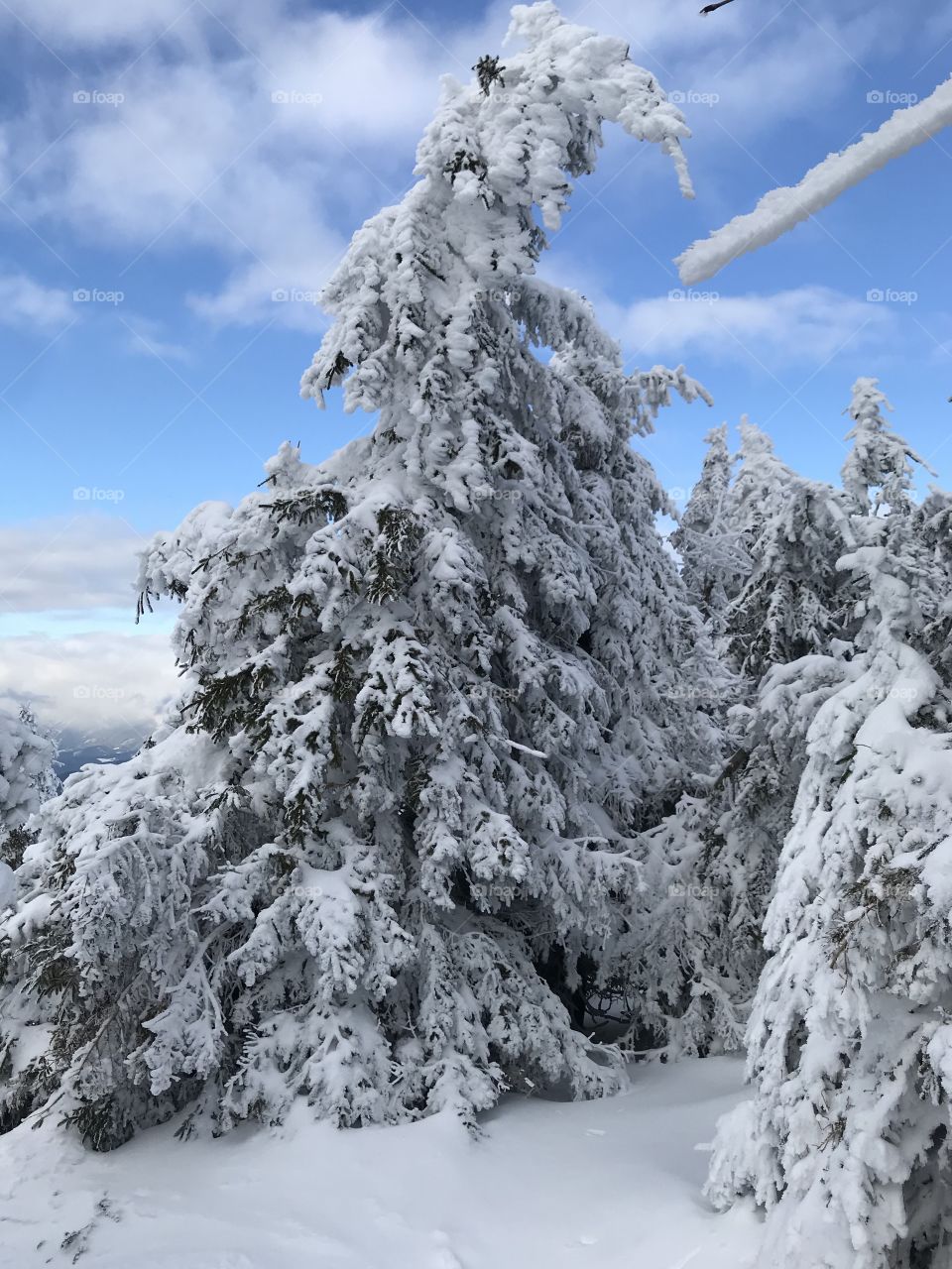 A snow covered fur tree