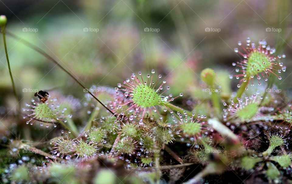 the carnivorous sundew plant - find me on Instagram under atenakomar
