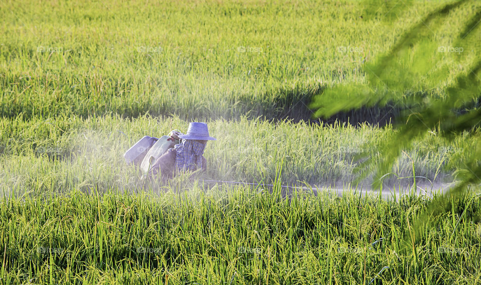 Farmers are spraying crops in a green field.