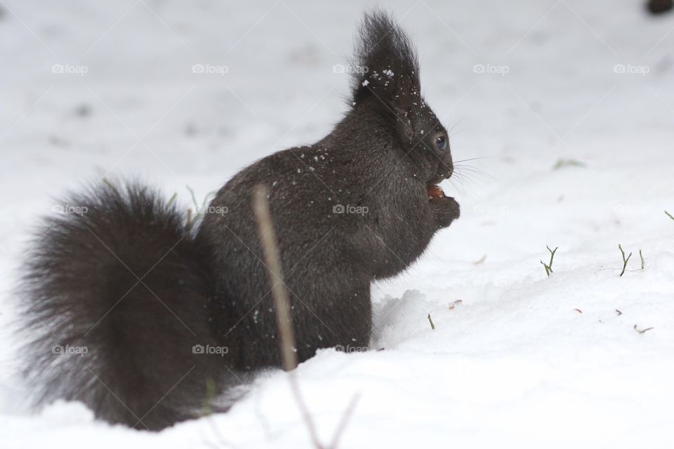 Squirrel Eating A Nut In The Snow