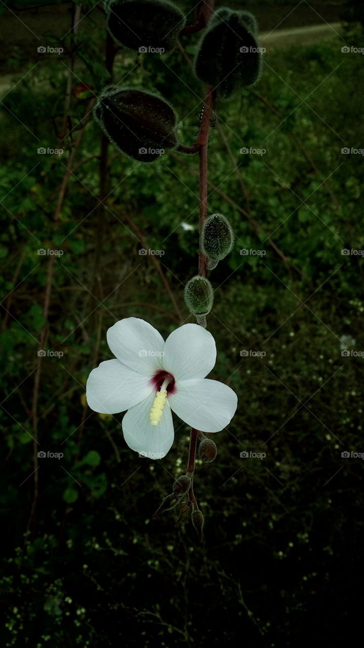 the most beautiful blooming white