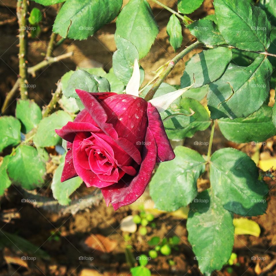 red rose. love roses
