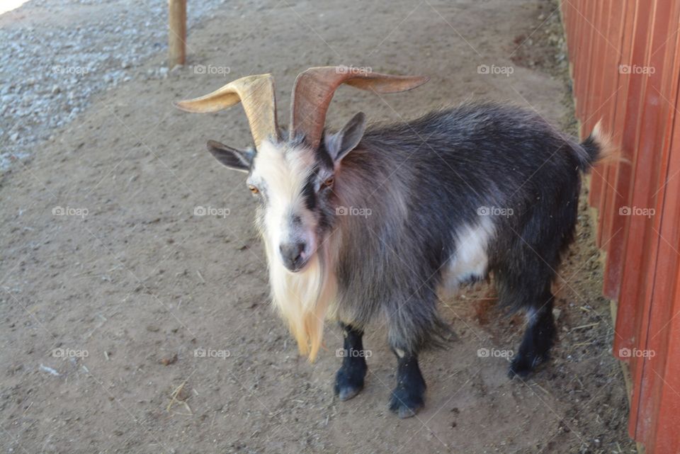 Goat from the 7 acres farm in Conroe Texas 