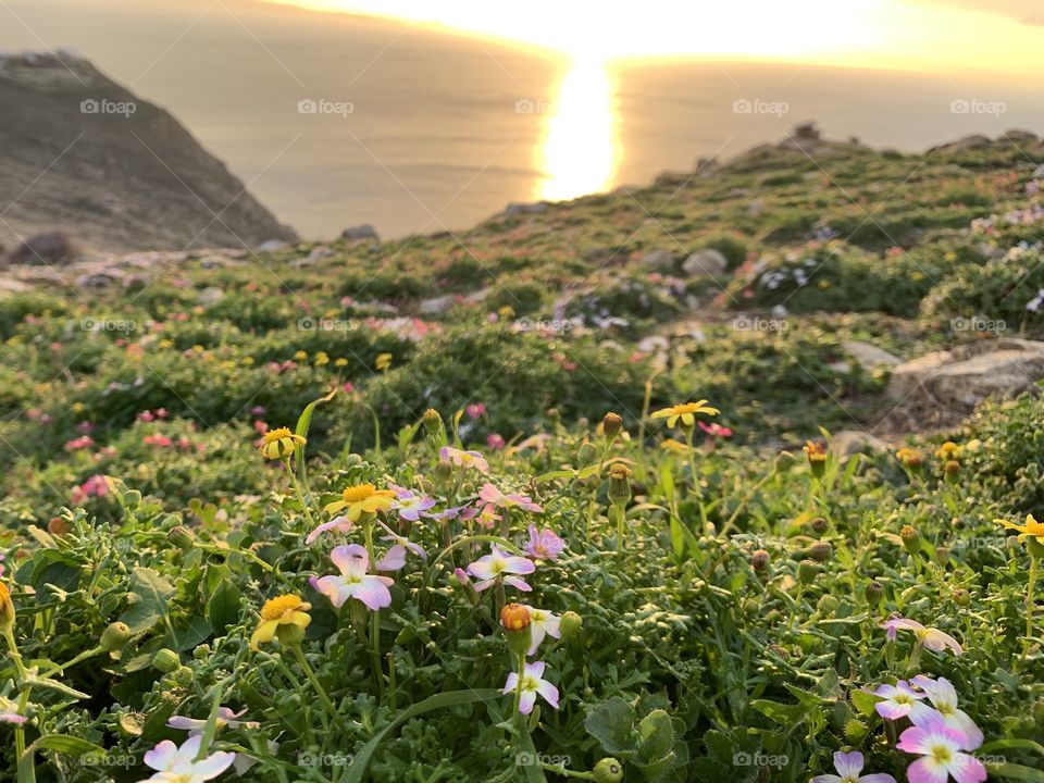 Mykonos Greece armenistis sunset flowers