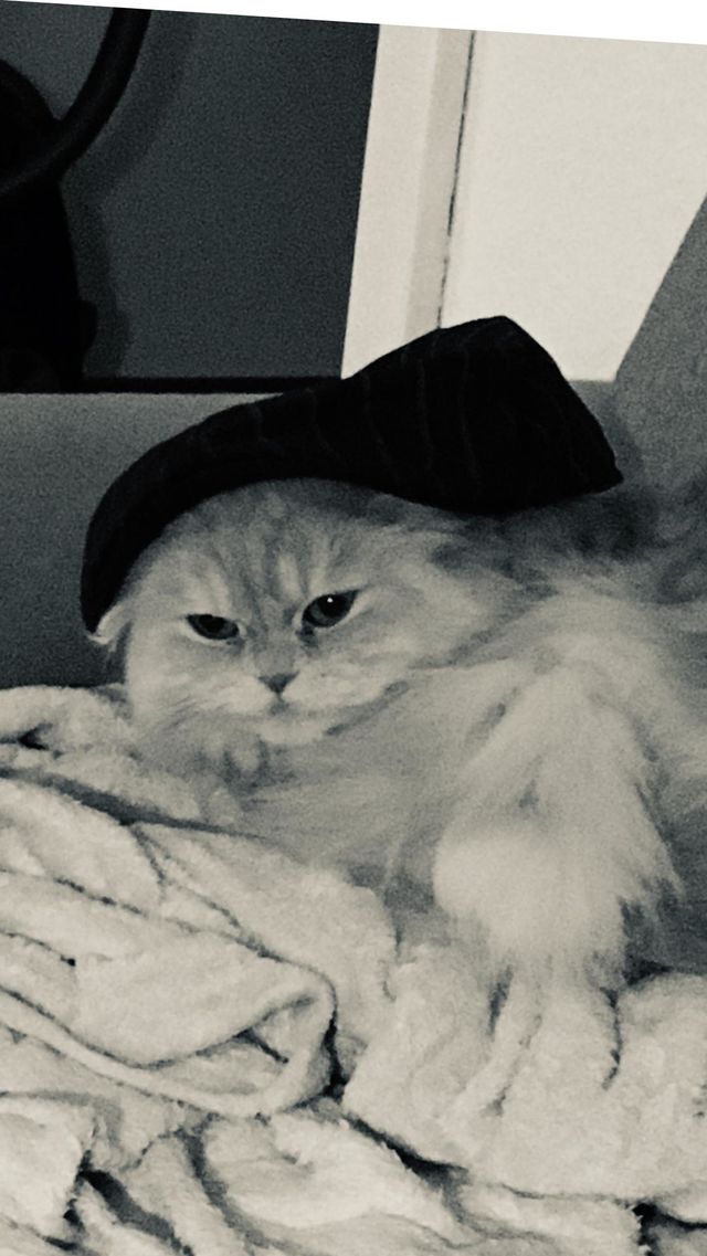 In Sepia aufgenommenes Foto. Eine helle Angorakatze trägt ein dunkles Cappy und blickt verträumt und etwas neugierig nach linksvorne. D