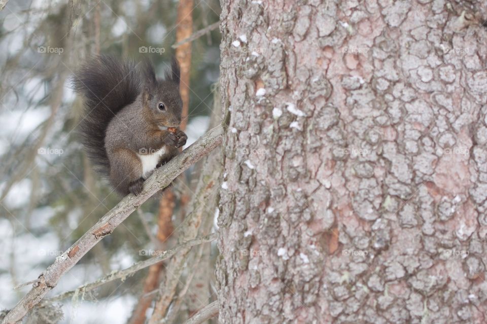 Close-up of feeding squirrel