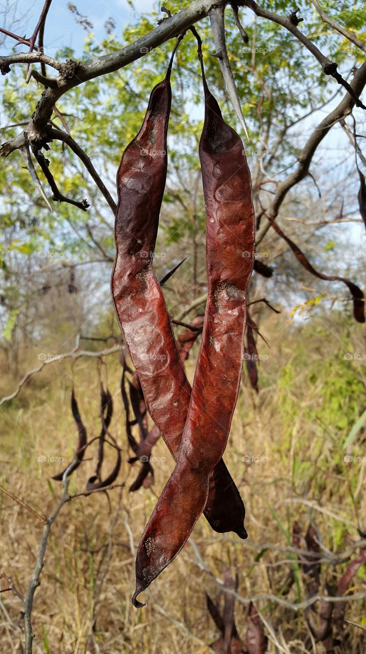 chauchas. chauchas de acacia