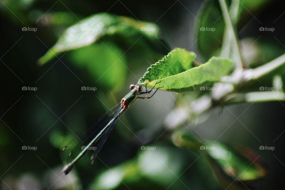Libelle in my garden