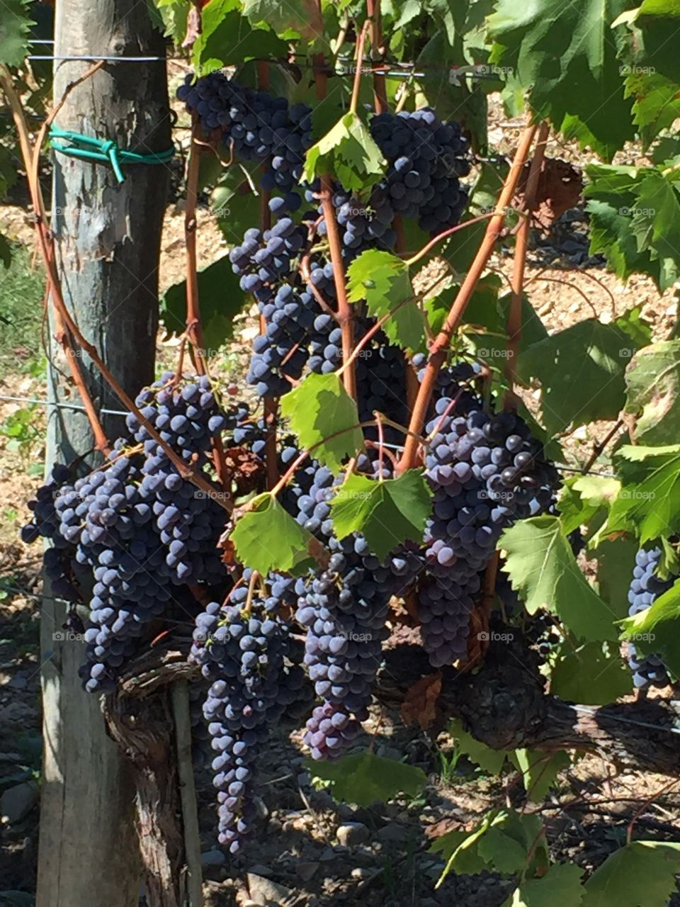 Grapes ready for harvest Gaiole, Italy Tuscany