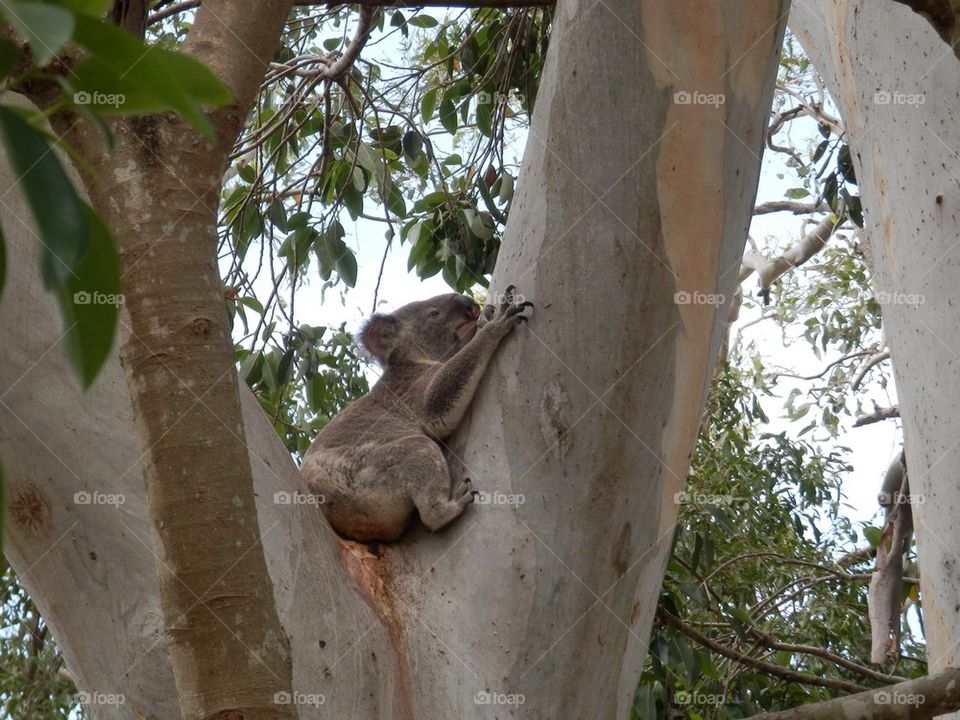 Koala