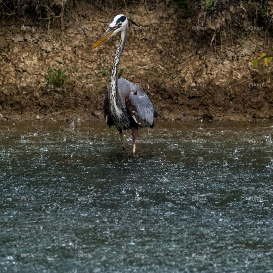 hunting in the rain