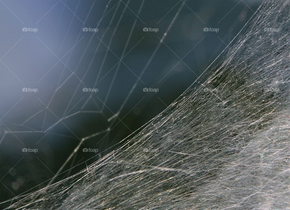 spiderwebs and cobwebs.