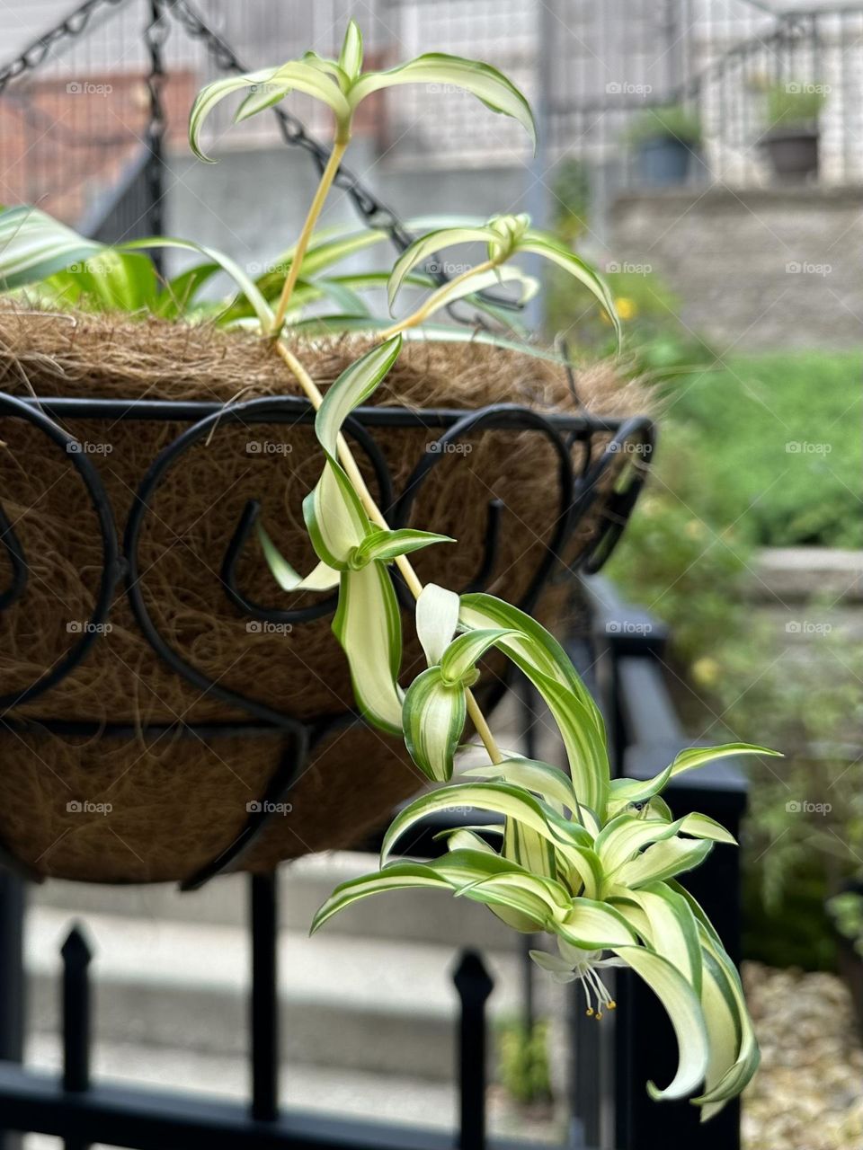 Hanging basket spider plant chlorophytum evergreen perennial backyard gardening houseplant