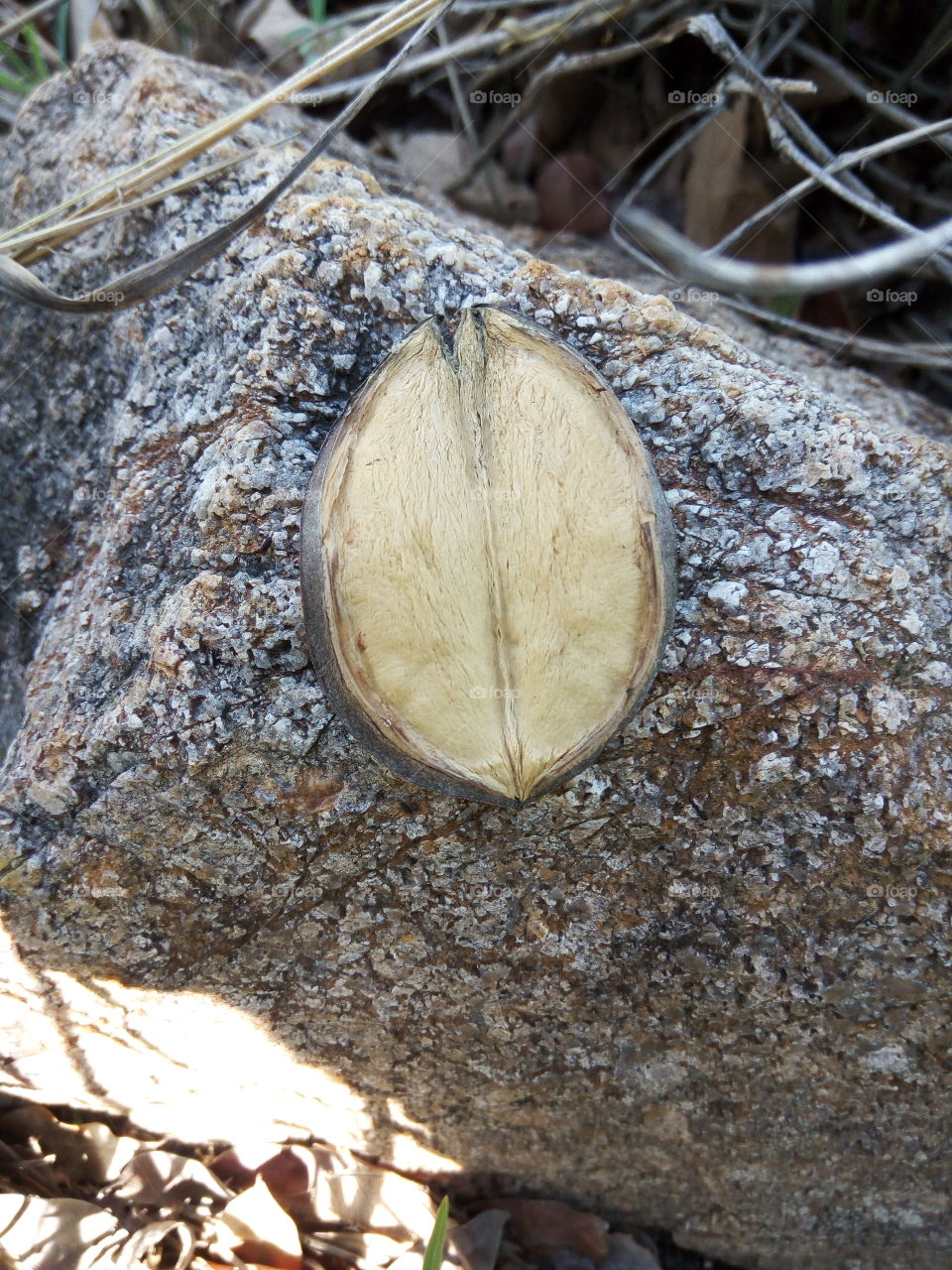 Tongue shaped wild fruit on a rock