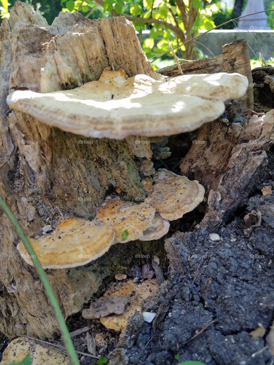 mushroom growing