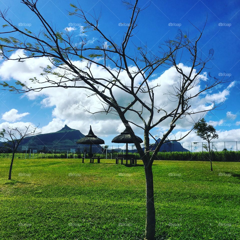 Found this leaves less tree on a green field. 
