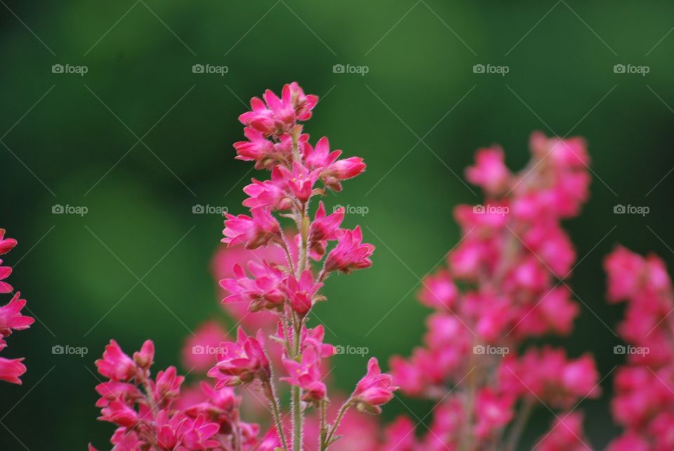 Garden flowers