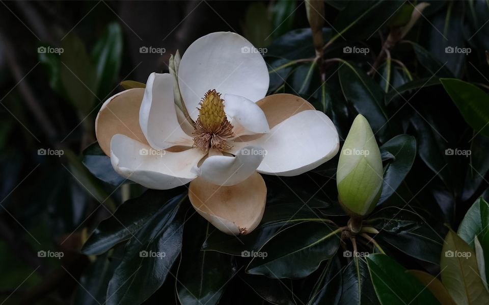 Magnolia flower
