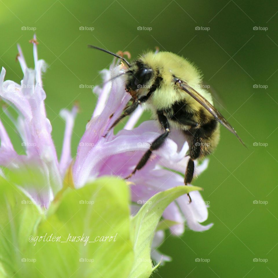 Bee on Bee Balm