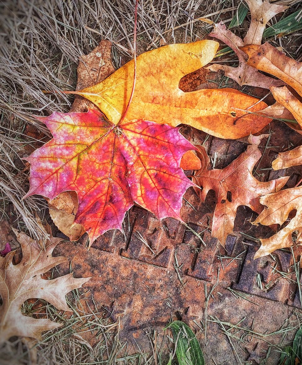 Autumnal Colours . Fallen leaf on the water metre 