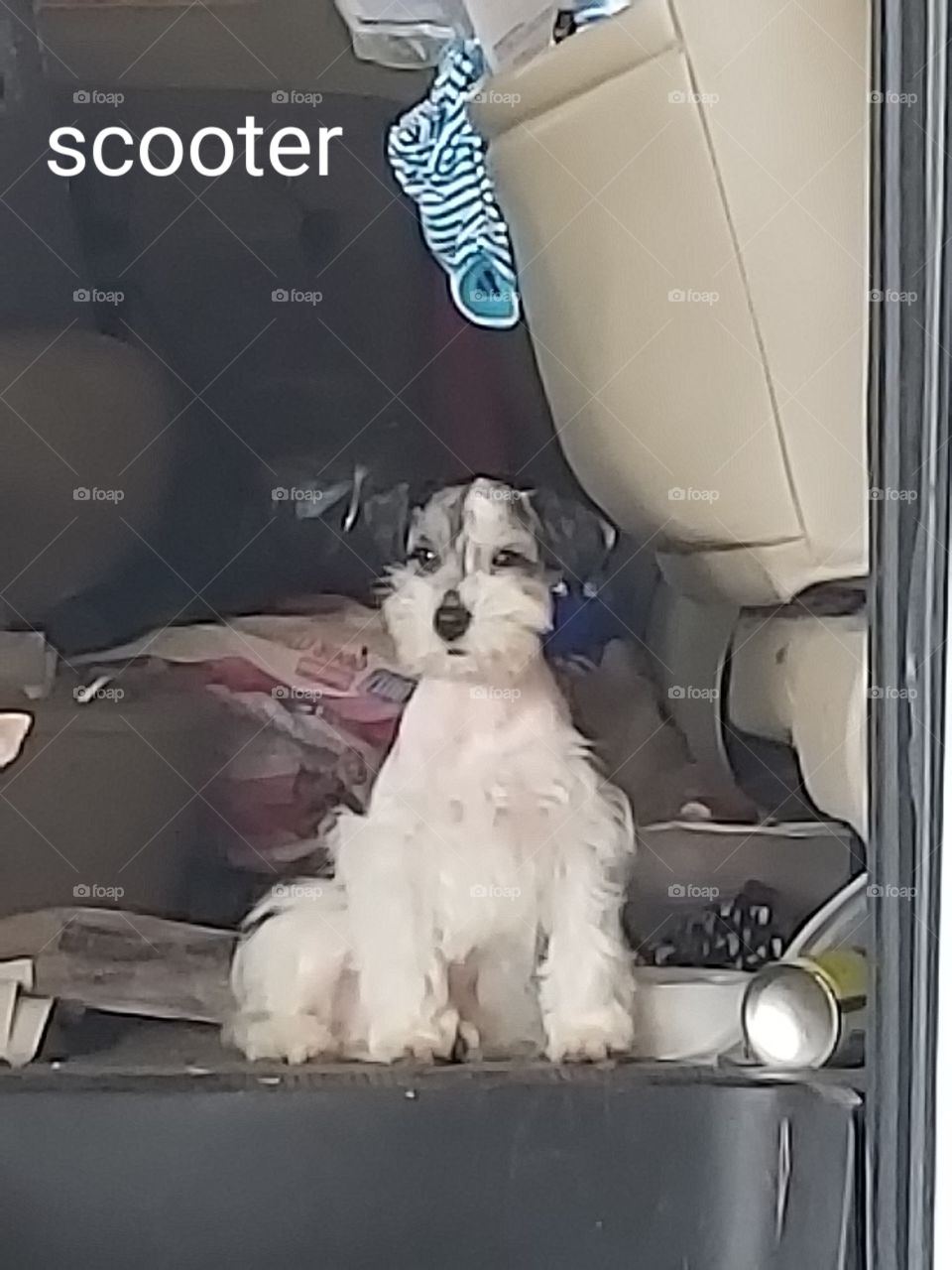 schnauzer