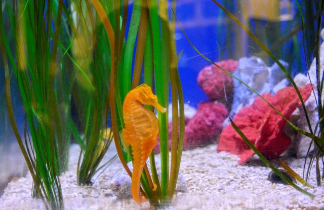 seahorse